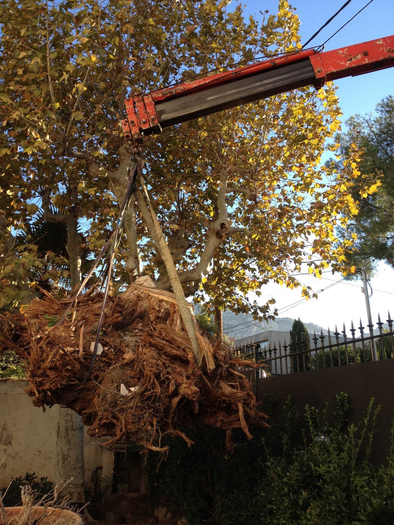 Grue et mini pelle nécessaires pour le dessouchage d'un platane, Vert Tige, Marseille Nicolas Roubaud